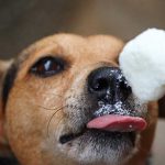 Herken oververhitting bij honden en katten