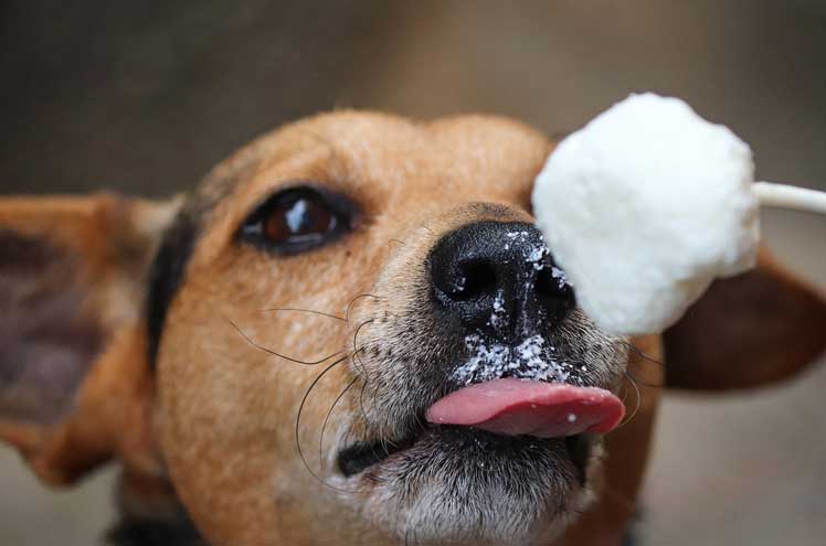 Herken oververhitting bij honden en katten