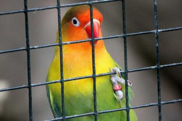 Hoe groot moet een vogelkooi zijn, en hoe richt je de kooi in?