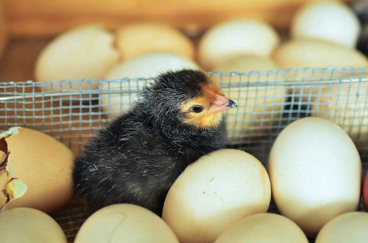 Hoe kippeneieren uit laten broeden