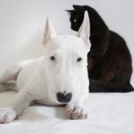 Waarom een huisdierenverzekering?