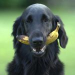 Is jouw hond ook zo gek op fruit?