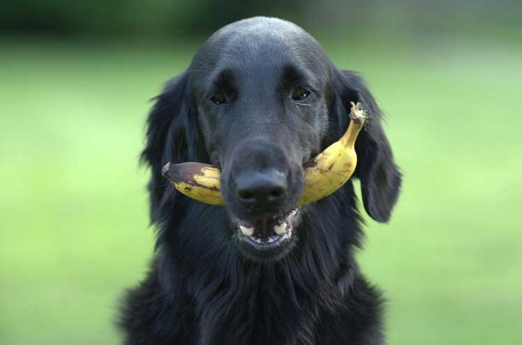 Is jouw hond ook zo gek op fruit?