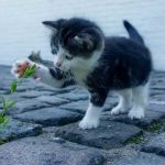 Kat zindelijk maken met behulp van een kattenbak