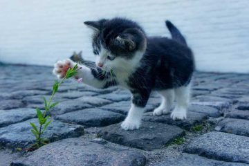 Kat zindelijk maken met behulp van een kattenbak