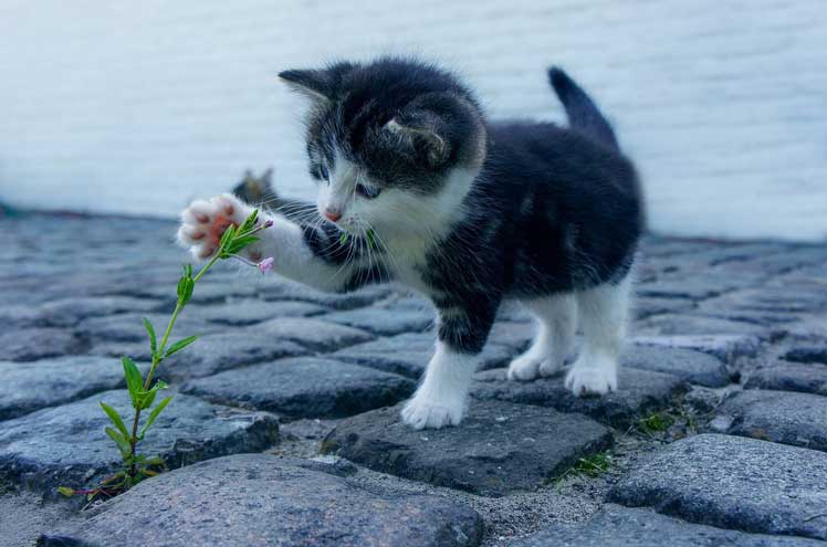 Kat zindelijk maken met behulp van een kattenbak