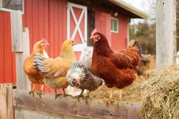 Kippen beschermen tegen roofdieren en roofvogels