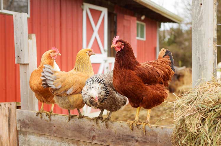 Kippen beschermen tegen roofdieren en roofvogels