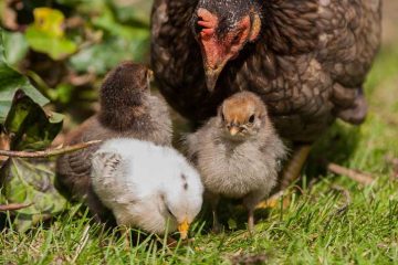 Kippen houden en verzorgen