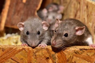 Knaagdieren koel houden tijdens de zomerse warmte