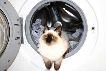 Mag je een kat wassen?