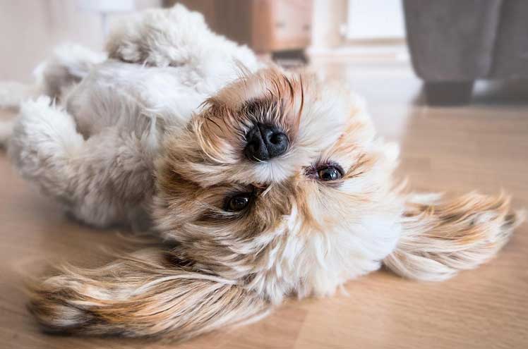 Moet je een hond laten ontwormen?