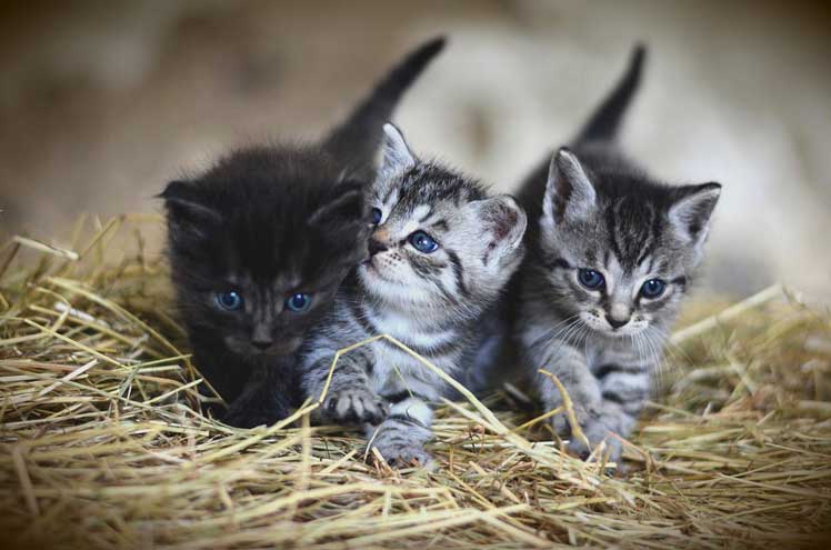 Niesziekte bij katten