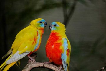 Parasieten bij vogels.