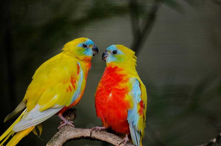 Parasieten bij vogels.