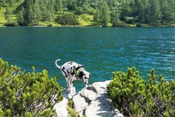 Vakantie in Oostenrijk met de hond