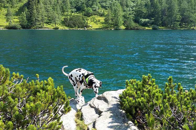 Vakantie in Oostenrijk met de hond