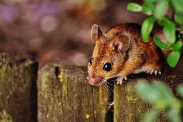 Wat is giftig voor knaagdieren?