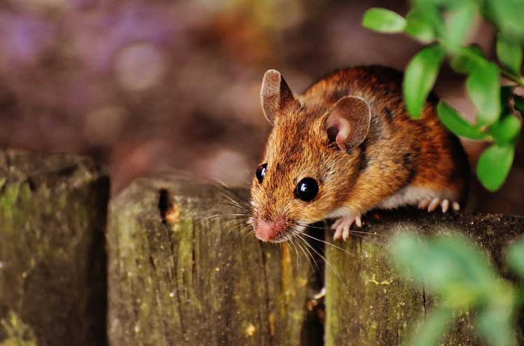 Wat is giftig voor knaagdieren?