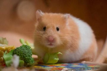 Wat mogen hamsters niet eten?