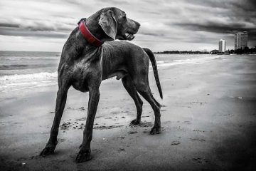 Wat is beter voor de hond, halsband of tuigje?