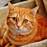Als katten zich niet of minder goed schoonhouden