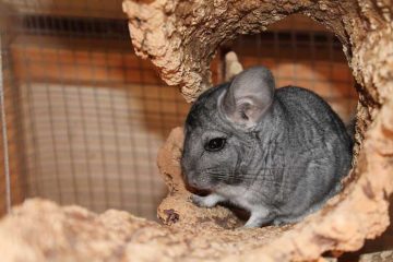 Chinchilla als huisdier?