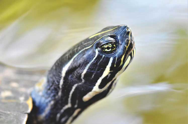 Een schildpad als huisdier