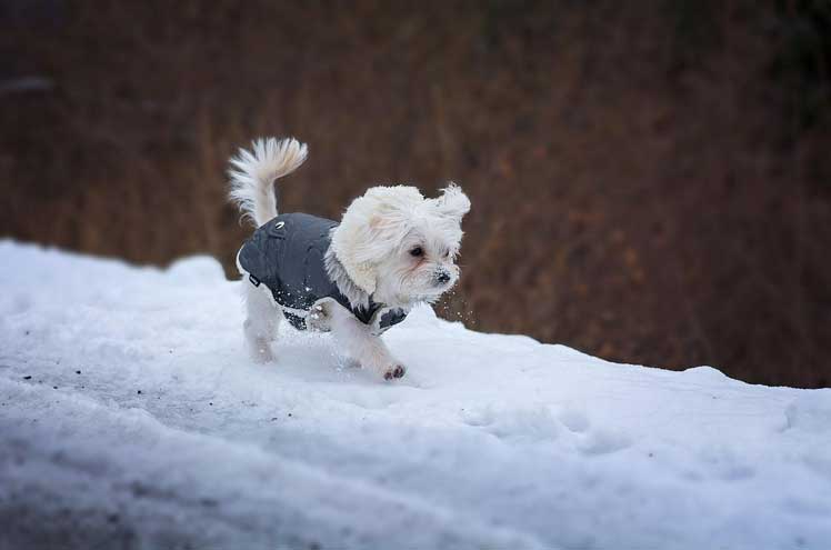 Hond en winter, waar op letten?