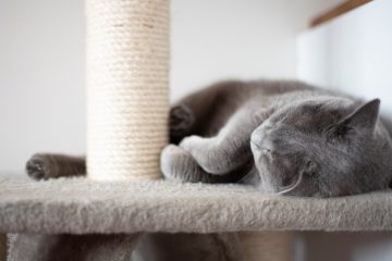 Tips tegen krabbende katten