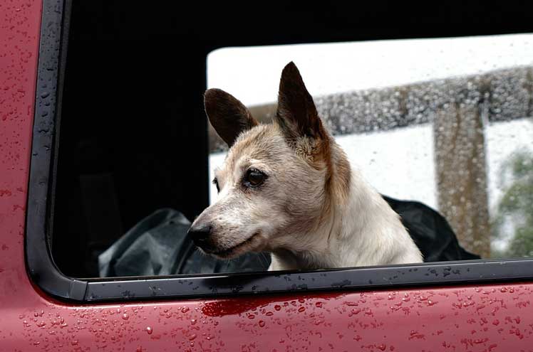 Vakantie met je hond