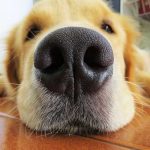 Waaom heeft mijn hond een droge neus?