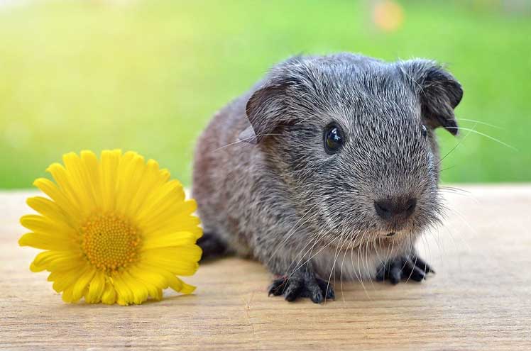 Waarom piepen cavia's?