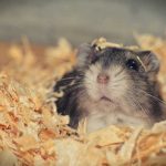 7 tips om je nieuwe hamster snel op zijn gemak te laten voelen