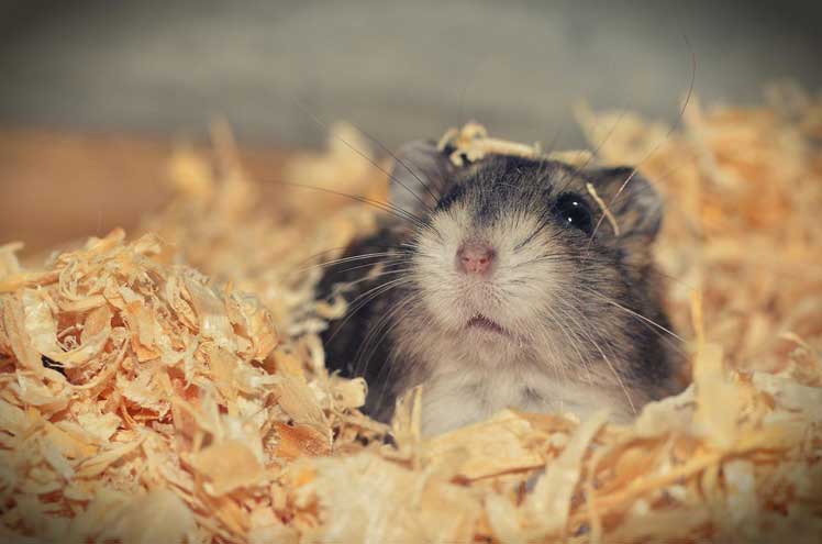 7 tips om je nieuwe hamster snel op zijn gemak te laten voelen