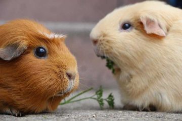 Lichaamsbeweging voor cavia's