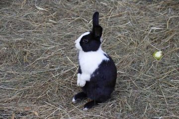 Lichaamstaal van een konijn.