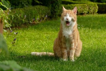 Giftige planten voor katten en honden