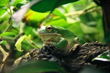 Terrarium inrichten, hoe doe je dat het beste?