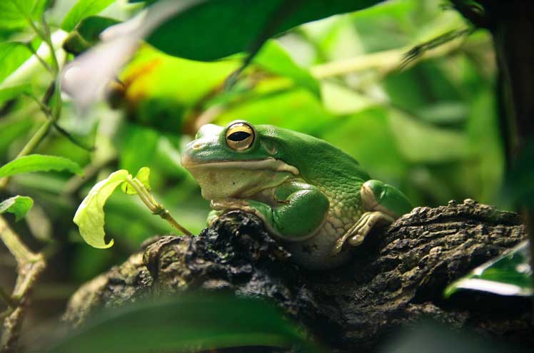 Terrarium inrichten, hoe doe je dat het beste?