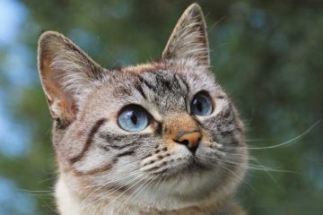 Oorsmeer en vlooien, welke kwaaltjes heeft jouw kat