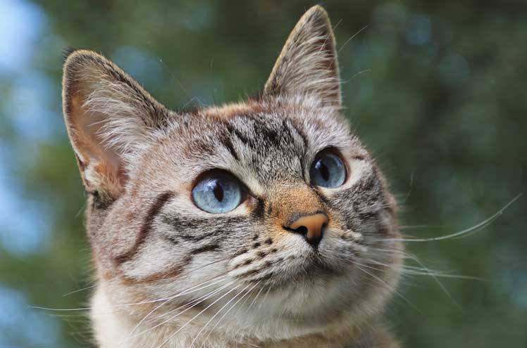 Oorsmeer en vlooien, welke kwaaltjes heeft jouw kat