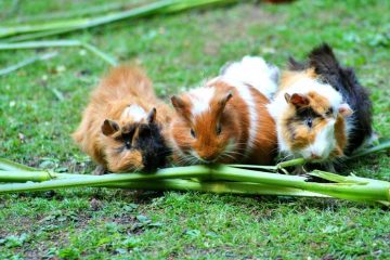 Tips voor het houden en voeren van cavia's