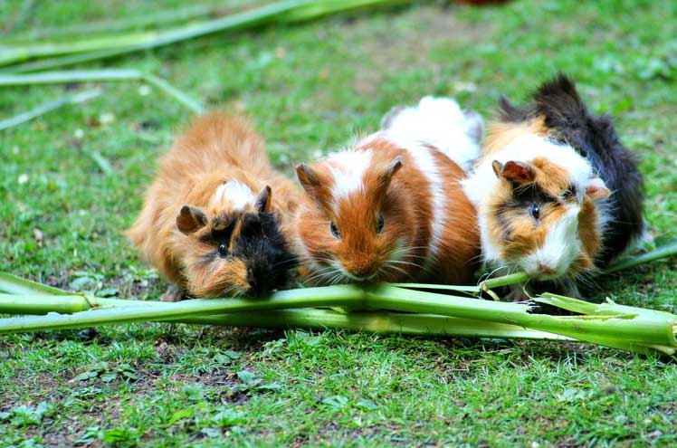 Tips voor het houden en voeren van cavia's