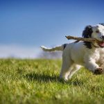 Wat heb je nodig als er een hond in huis komt?