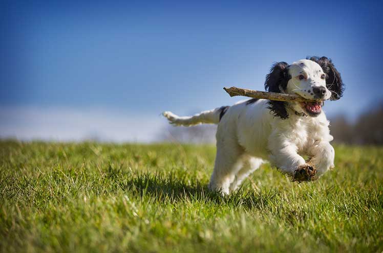 Wat heb je nodig als er een hond in huis komt?