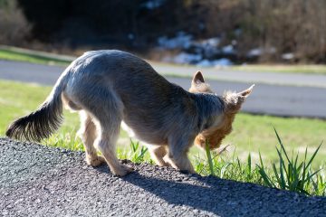 Waarom eet een hond gras?