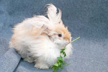 Angora konijn, prachtige huisdieren.