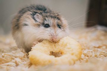 Winterslaap hamsters