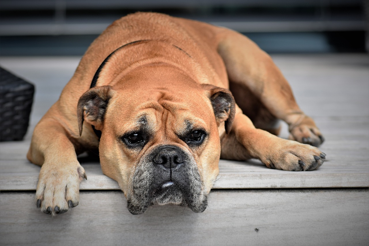 Diarree bij honden